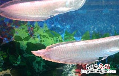 银龙鱼水温多少合适 银龙鱼水温多少合适鹦鹉鱼最适合温度