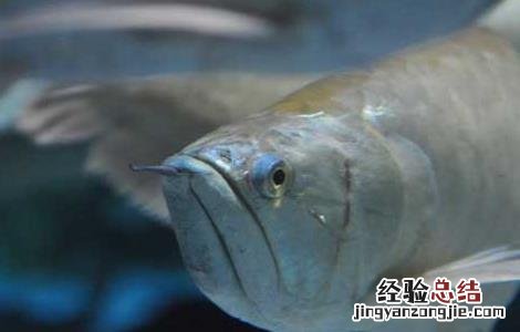 银龙鱼水温多少合适 银龙鱼水温多少合适鹦鹉鱼最适合温度