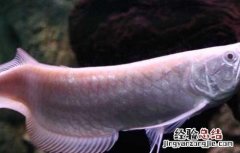 银龙鱼水温多少合适 银龙鱼水温多少合适鹦鹉鱼最适合温度