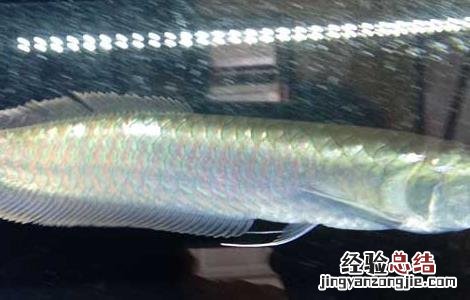 银龙鱼肠炎的症状 金龙鱼肠炎的症状