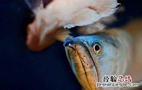 银龙鱼肠炎的症状 金龙鱼肠炎的症状
