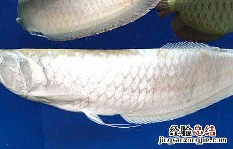 银龙鱼肠炎的症状 金龙鱼肠炎的症状