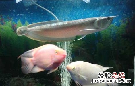 银龙鱼肠炎的症状 金龙鱼肠炎的症状
