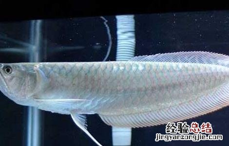 银龙鱼不吃食怎么办?银龙鱼不吃食原因及解决方法 银龙鱼不吃食怎么办