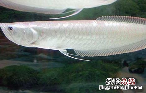 银龙鱼不吃食怎么办?银龙鱼不吃食原因及解决方法 银龙鱼不吃食怎么办