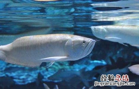 银龙鱼不吃食怎么办?银龙鱼不吃食原因及解决方法 银龙鱼不吃食怎么办