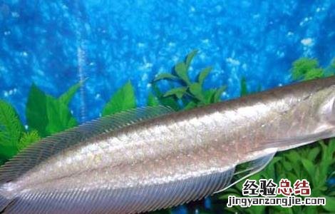 银龙鱼不吃食怎么办?银龙鱼不吃食原因及解决方法 银龙鱼不吃食怎么办