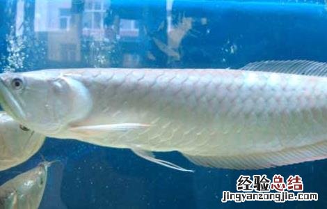 银龙鱼不吃食怎么办?银龙鱼不吃食原因及解决方法 银龙鱼不吃食怎么办