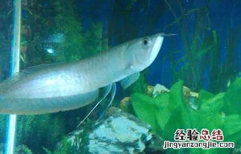 银龙鱼不吃食怎么办?银龙鱼不吃食原因及解决方法 银龙鱼不吃食怎么办