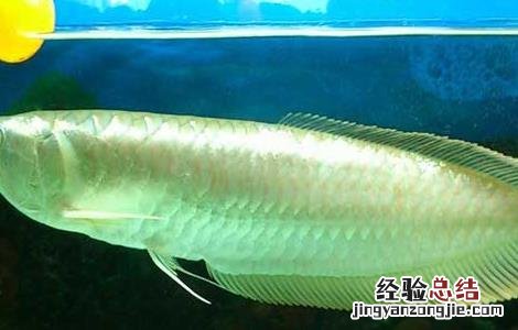 银龙鱼的寿命有多长时间 银龙鱼的寿命有多长