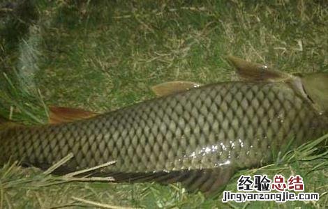 鲤鱼的寿命有多长 鲤鱼的寿命有多长啊