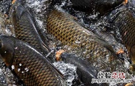 鲤鱼的寿命有多长 鲤鱼的寿命有多长啊
