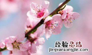桃花的诗句千古名句 关于桃花的千古名句