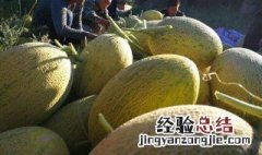 哈密瓜可以吃吗 哈蜜瓜哪些人不能吃