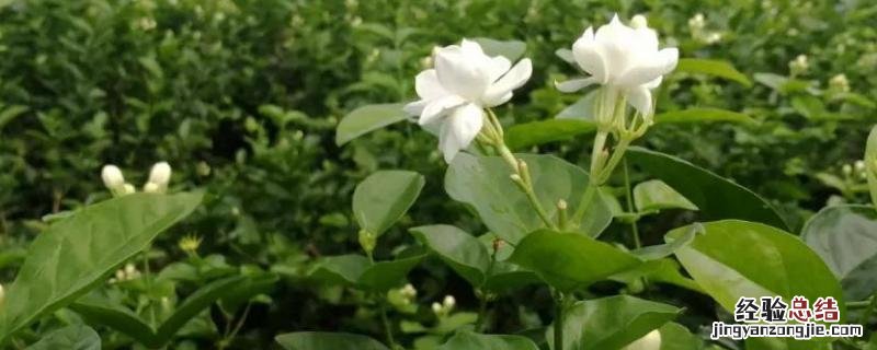粪臭素从哪里提取,稀释多少倍才有香味
