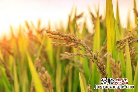 长在土里的农作物图片 长在土里的农作物