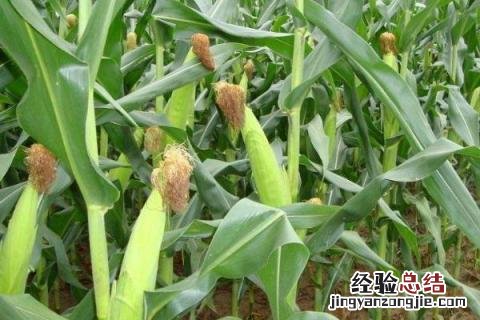 长在土里的农作物图片 长在土里的农作物