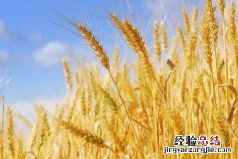 长在土里的农作物图片 长在土里的农作物