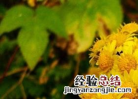 山菊花的功效有哪些 山菊花的功效有哪些作用