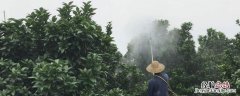 世高杀菌剂治什么病，使用时注意些什么