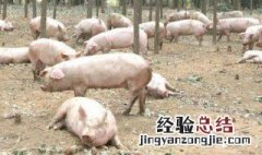 萝卜对养猪的作用 萝卜对养猪的作用是什么
