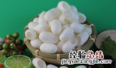 蚕茧对蚕起什么作用 蚕茧对蚕有什么作用?