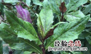 红背菜的禁忌是什么 红背菜的禁忌