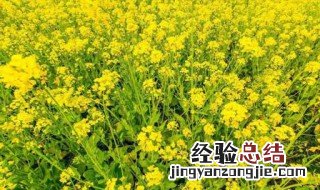 油菜花的功效与作用 油菜花的功效与作用禁忌
