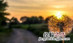 蒲公英和白芨的功效与作用禁忌 蒲公英和白芨的功效与作用