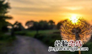 蒲公英和白芨的功效与作用禁忌 蒲公英和白芨的功效与作用