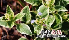 炒紫苏子有什么功效作用和禁忌 炒紫苏子有什么功效作用