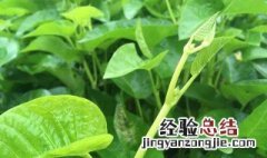 藤菜的功效与作用图片 藤菜的功效与作用
