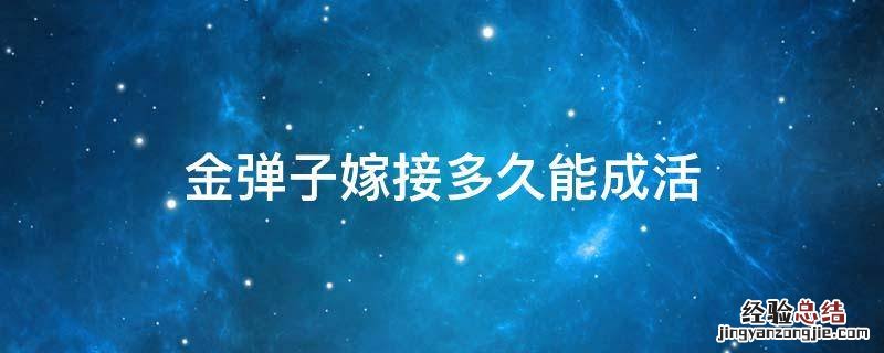 金弹子几月嫁接成活率高 金弹子嫁接多久能成活