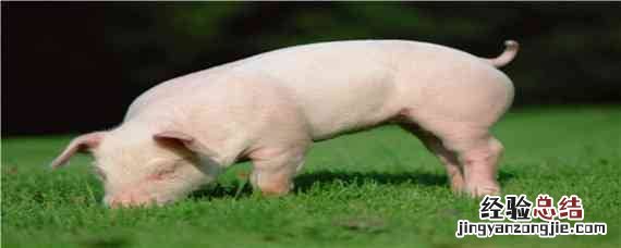 方通泰克是治疗猪的那种病 方通泰克治疗什么样的猪