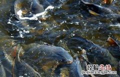 鲤鱼吃什么食物 鲫鱼吃什么食物