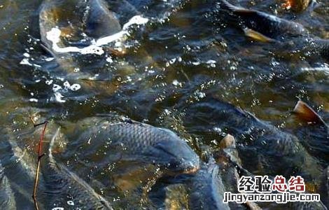 鲤鱼吃什么食物 鲫鱼吃什么食物