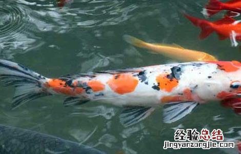 鲤鱼吃什么食物 鲫鱼吃什么食物