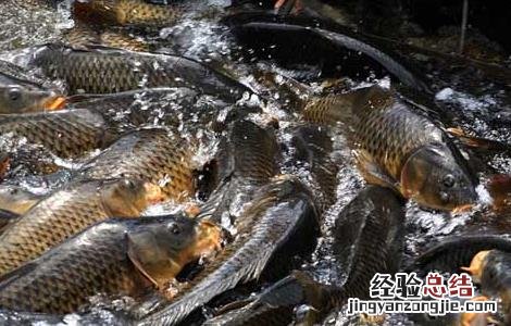 鲤鱼吃什么食物 鲫鱼吃什么食物