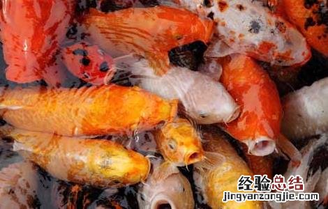 鲤鱼吃什么食物 鲫鱼吃什么食物