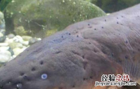 电鳗为什么会放电 电鳗为什么会放电原理