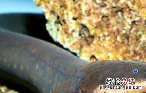 电鳗为什么会放电 电鳗为什么会放电原理
