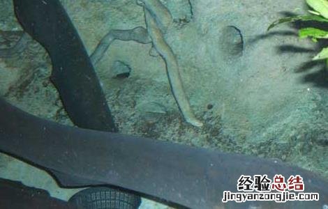 电鳗能电死人吗 家养电鳗能电死人吗