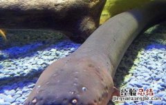 电鳗能电死人吗 家养电鳗能电死人吗