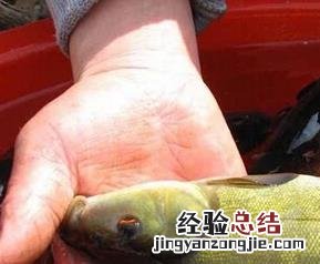 丁桂鱼的功效与作用 丁桂鱼的营养价值与功效