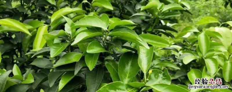 杀梢素有哪些药，可以和乙烯利一起用吗
