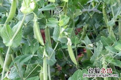 冬季种植农作物 冬季适合种植什么经济作物