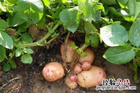 冬季种植农作物 冬季适合种植什么经济作物