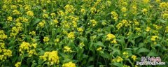 冬季种植农作物 冬季适合种植什么经济作物
