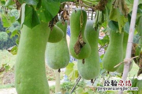 夏天成熟的农作物有哪些 夏天有哪些农作物熟了