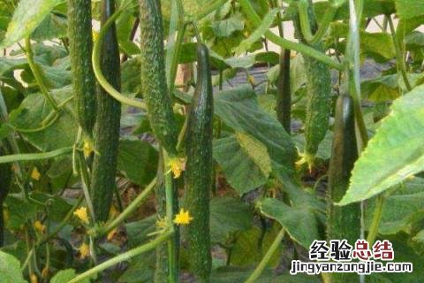 夏天成熟的农作物有哪些 夏天有哪些农作物熟了